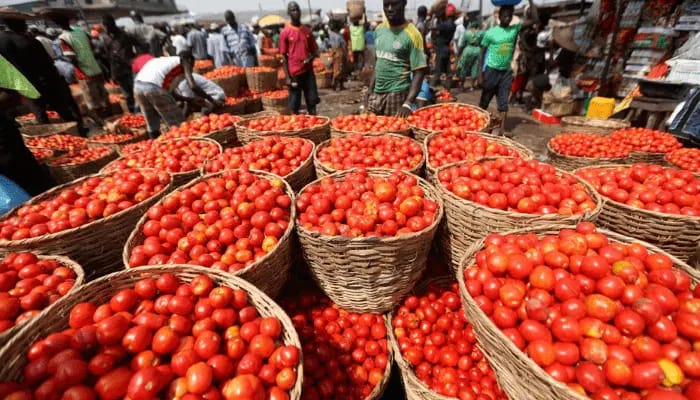 Tomato Prices Skyrocket in FCT, Residents Feel the Pinch