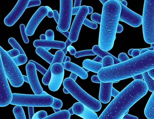 Gut Bacteria Diversity Linked to Frailty in Older Women
