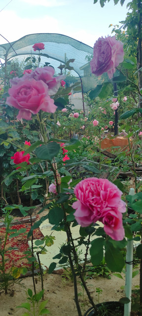 IMG 20260610 200113.jpg