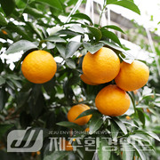 농업기술원, 신품종 만감류, 2026년 보급 확대