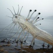titan-creature02