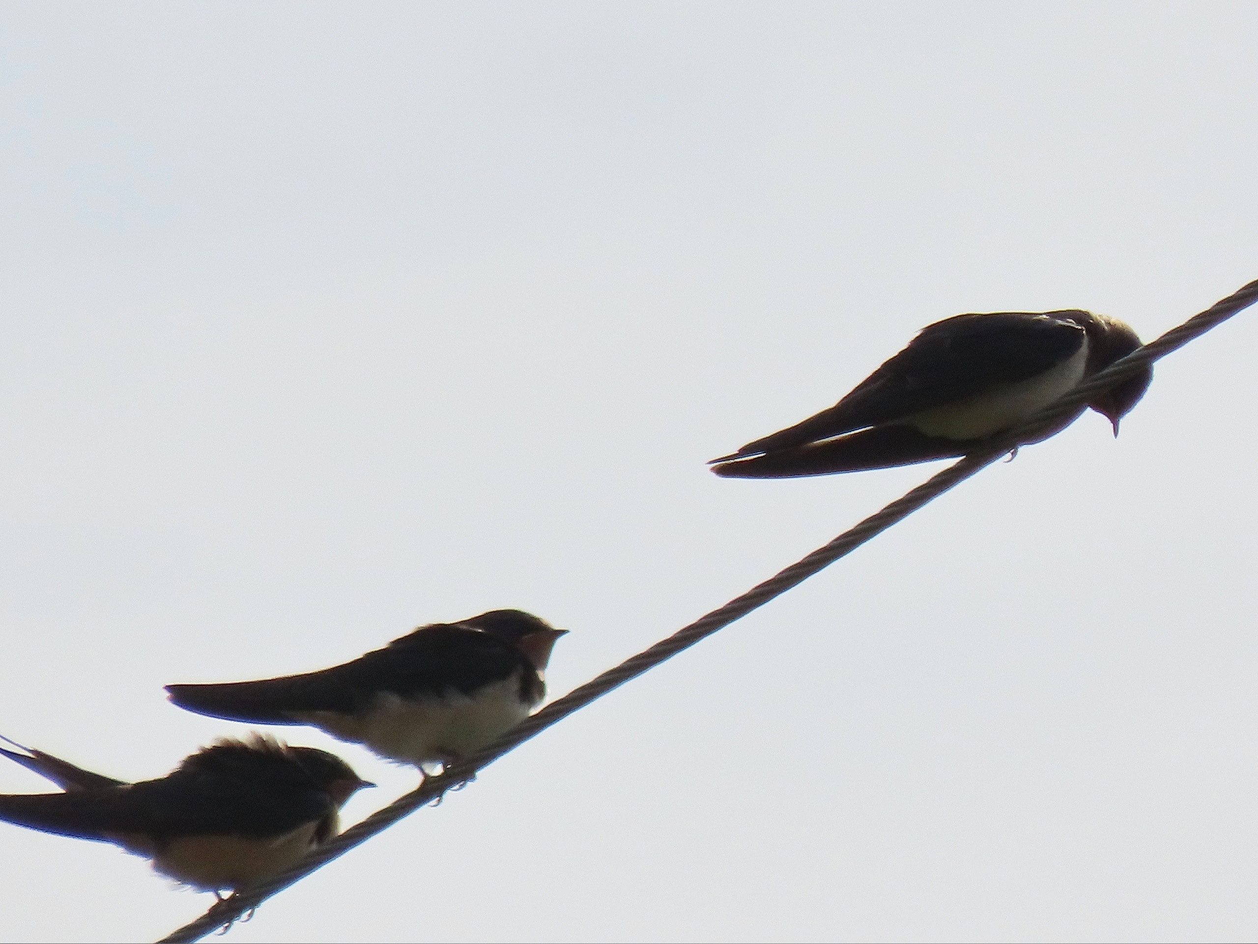 миграция деревенских ласточек. миграция деревенских ласточек. миграция деревенских ласточек. ласточки осенью. ласточки улетают.