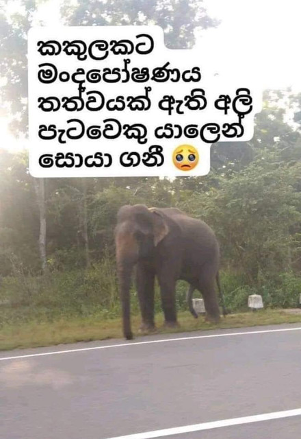 elephant.jpg