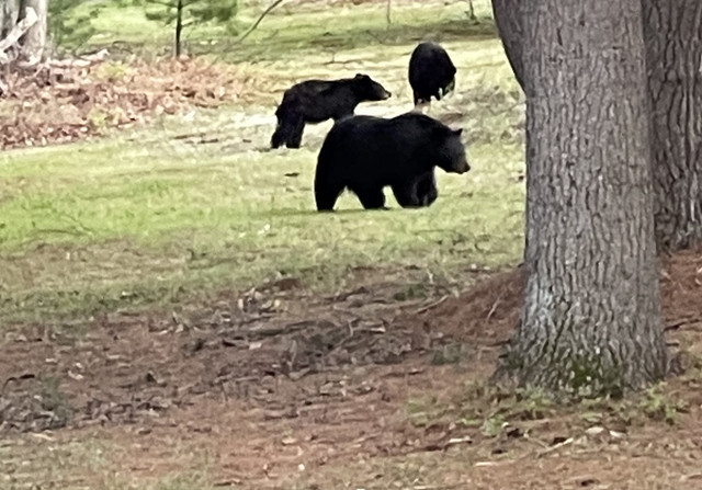 bears