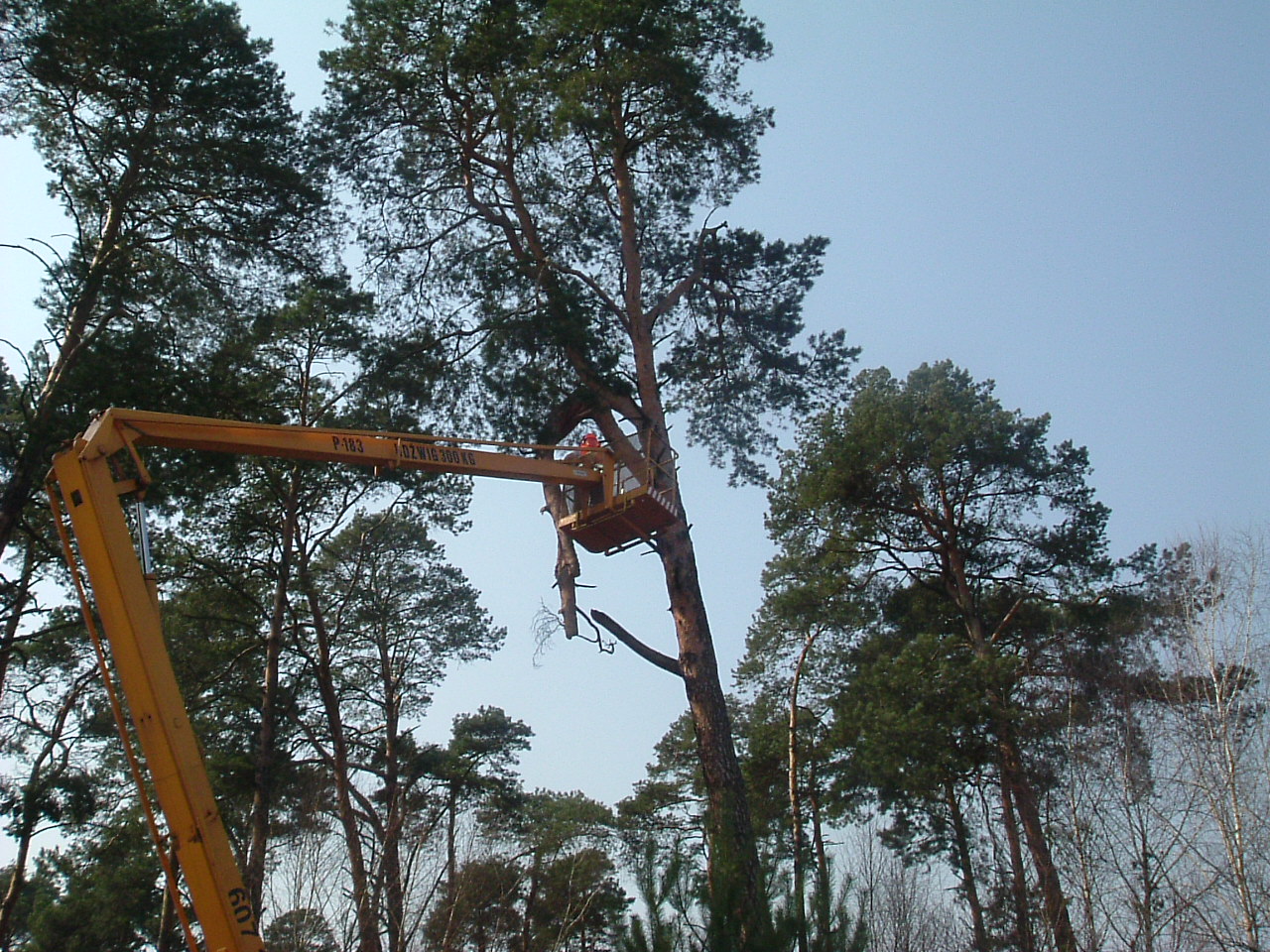 Arborystyka i przycinka drzew