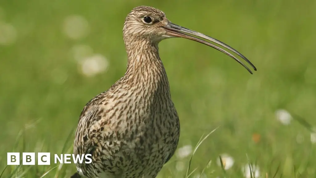 Endangered Curlew Nest Discovered