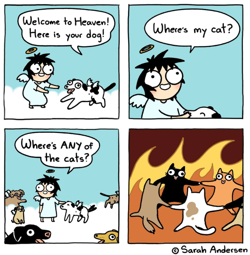 gatos.png