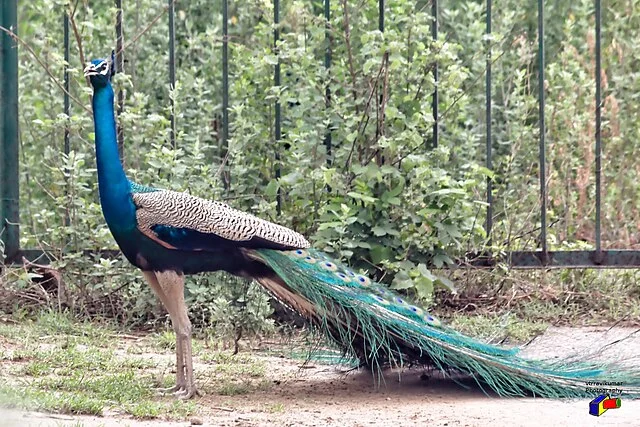 Okhla Bird Sanctuary.webp