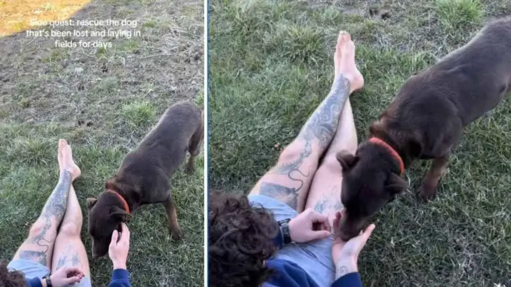 Rescue Dog's Miraculous Rescue After Five Days Alone