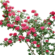 7e647683d03bb889ef7ddfab7536dfb3ff (113)