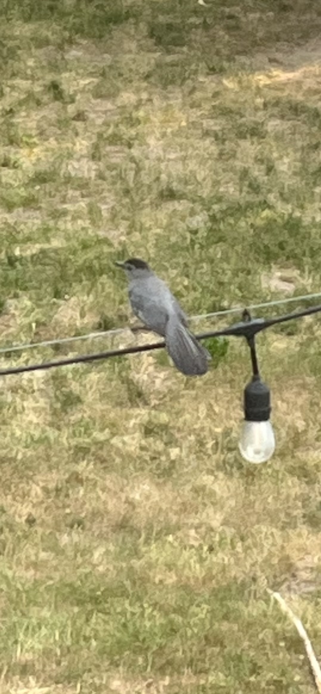 最近認識された鳥の写真