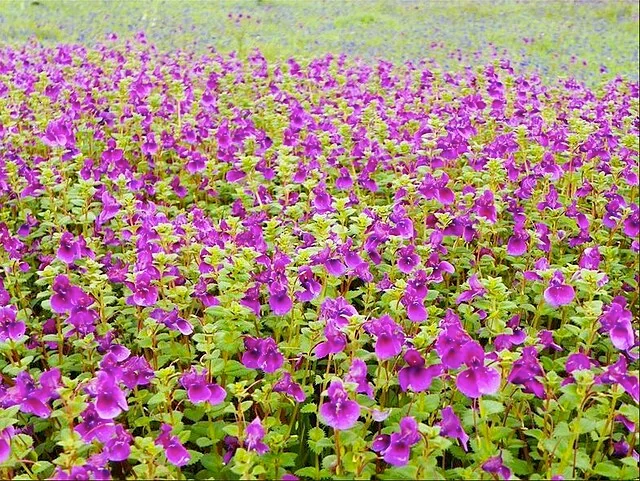 Kas plateau.webp