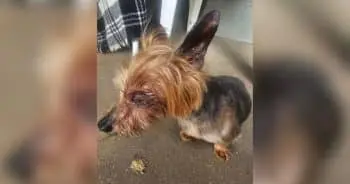 Mickie's Tale Exposes Dark Side of Puppy Mills