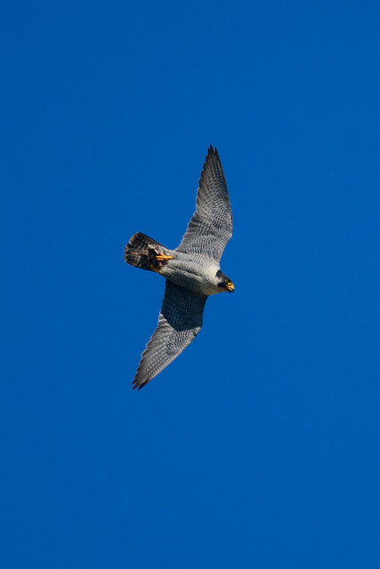 DSC 8250.jpg
