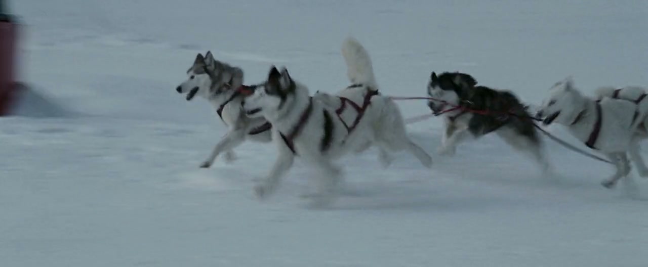 Eight Below Screenshot