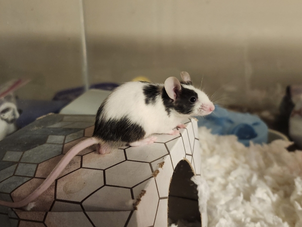 Mickey1