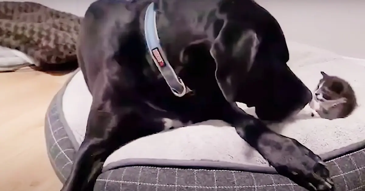 Tiny Kitten Finds Gentle Friend in Great Dane