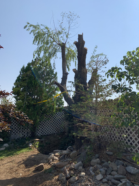 Motta Backyard (30).jpg