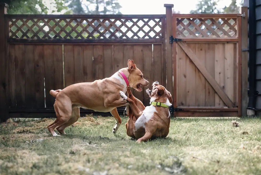 Understanding and Managing Rough Play Among Dogs