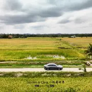 Sawah Air Papan7