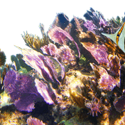 coralpaz1