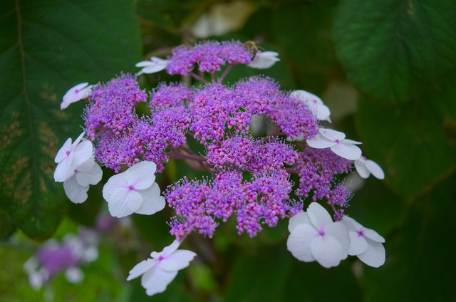 DSCF6745.jpg