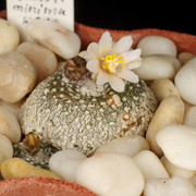 IMGP2448r