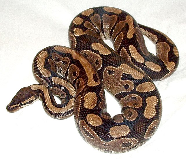 640px-Ball-python-lucy