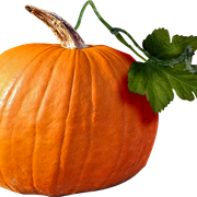 Pumpkin2