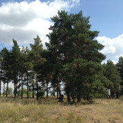 IMG-4228
