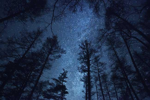 forest-shutterstock-snike