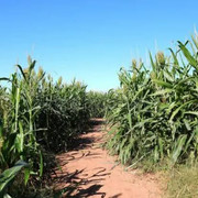 images-2