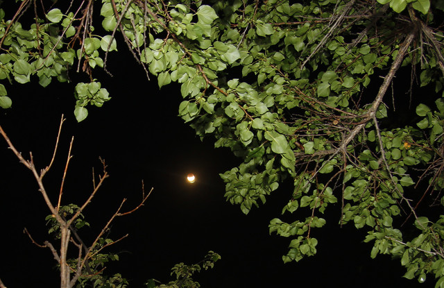 100c010082m1