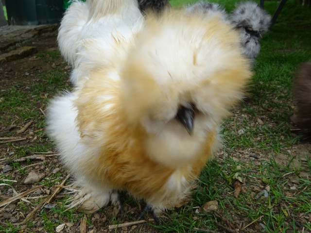 Red Pyle young pullet.jpg