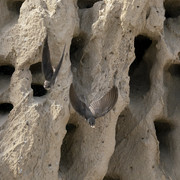 Uferschw06