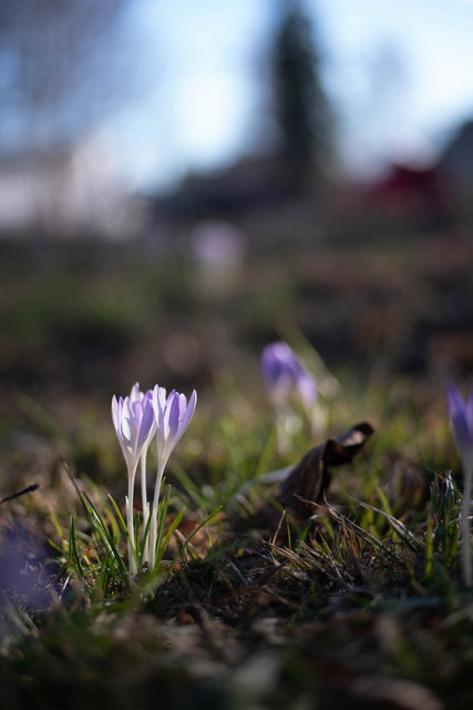 Crocus-Samples-HEX-Elite-50s-R-35011.jpg