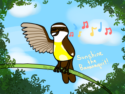 bananaquit