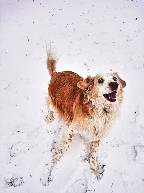 daisysnow