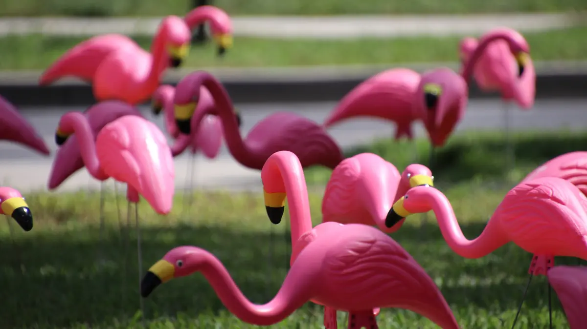 Flamingii roz: De la ornamente de gazon la ajutoare de grădină