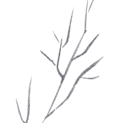 branch-6