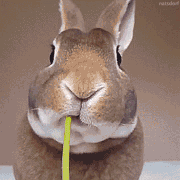 u9r8rrbtiot.gif