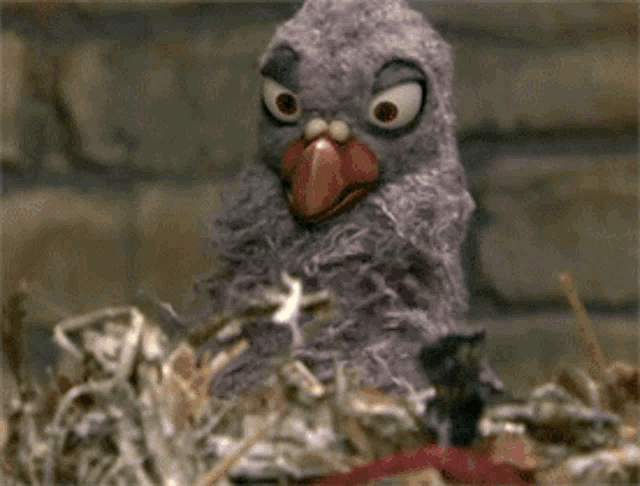pigeon-popcorn.gif