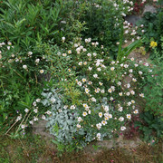 600-DSC05407