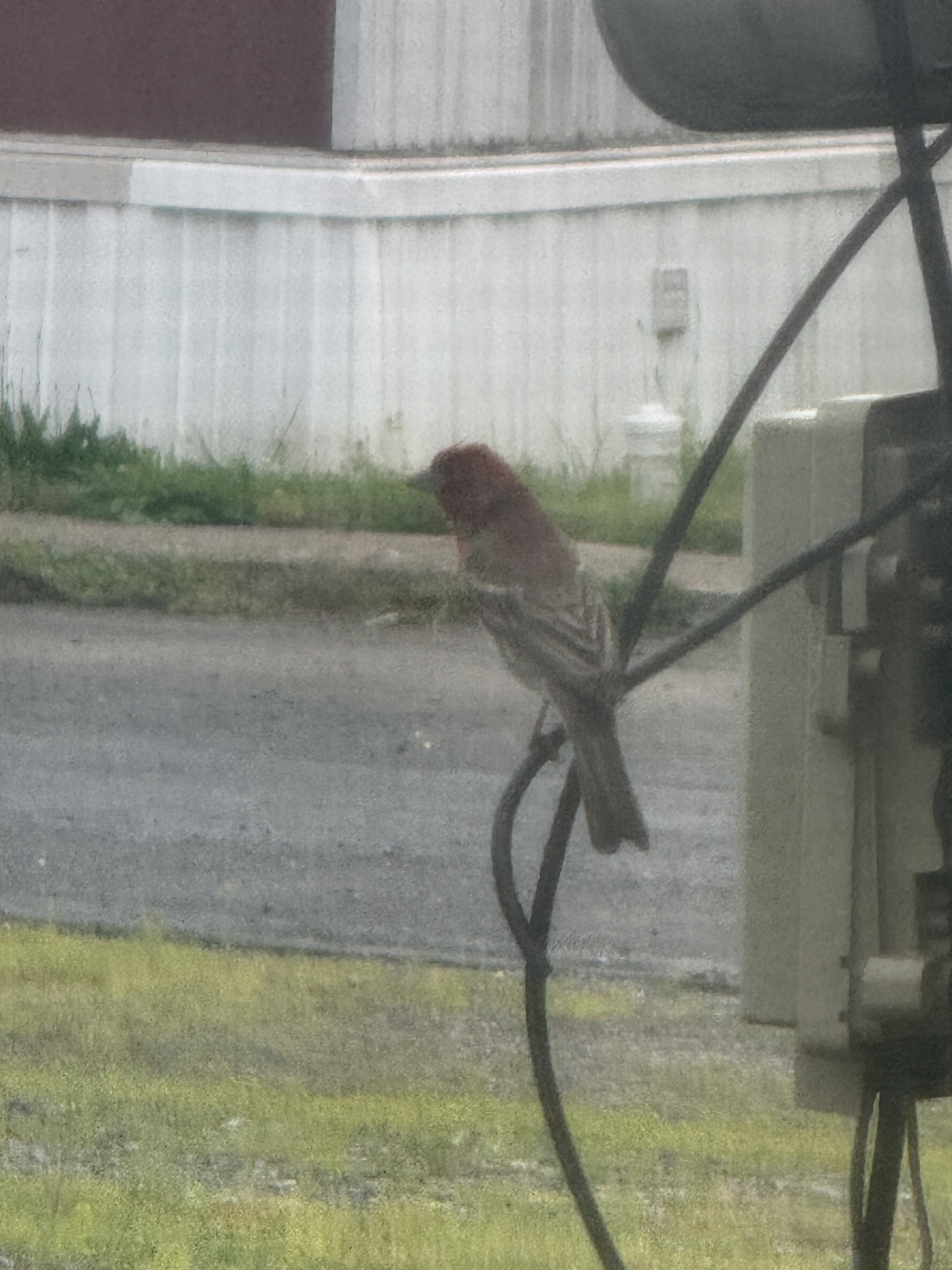 Recent bird photo