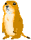 groundhog 9