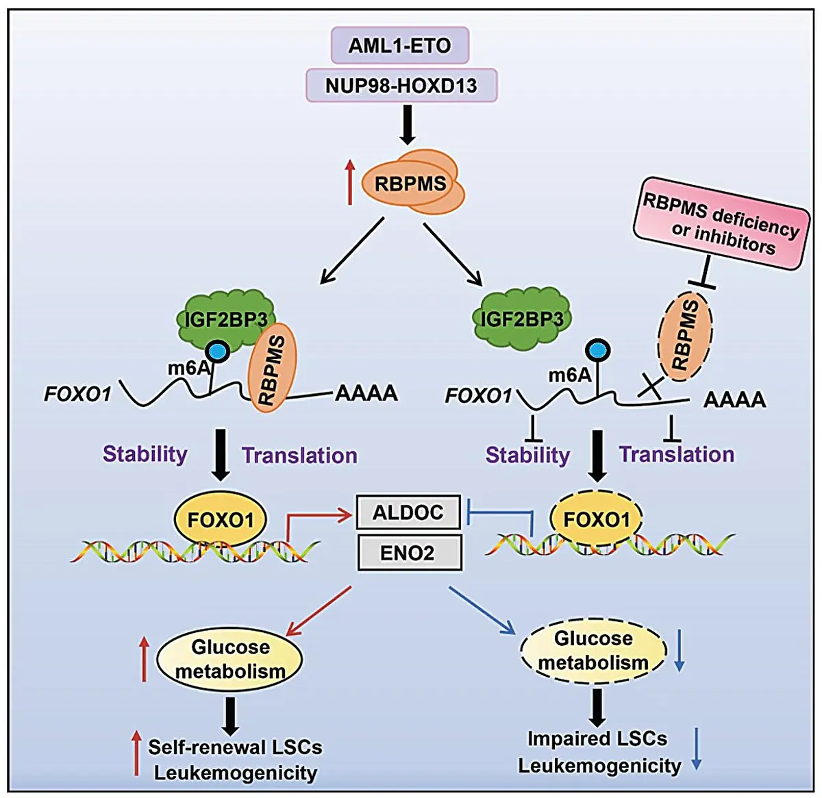 Discovery of RNA Binding Protein's Role in Acute Myeloid Leukemia Uncovered