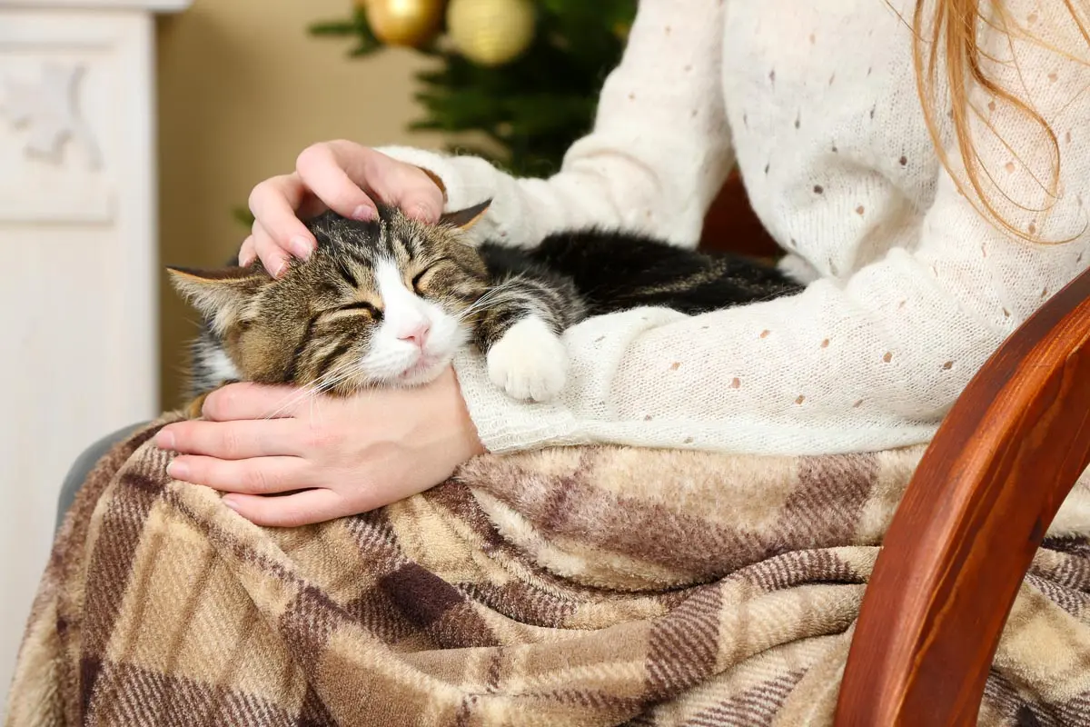 Understanding Your Cat's Quirky Behaviors: What They Really Mean