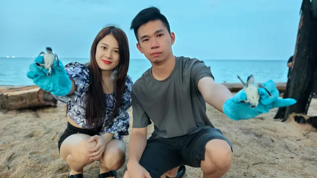 东海岸放生小海龟.webp
