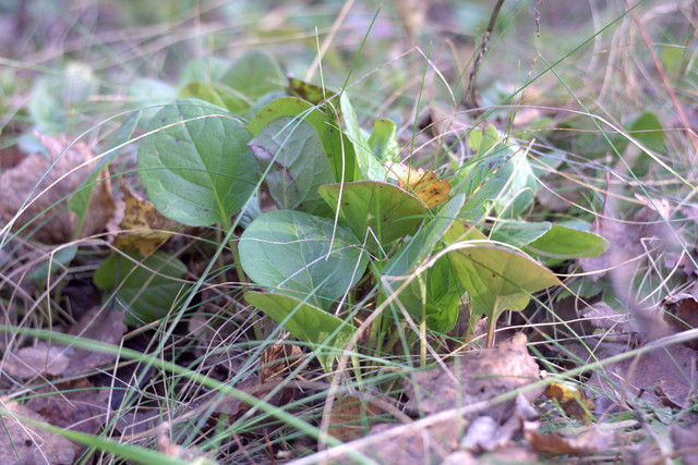 DSC7452-result.jpg