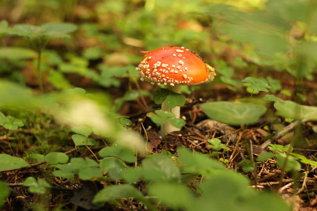 IMG-4413.jpg